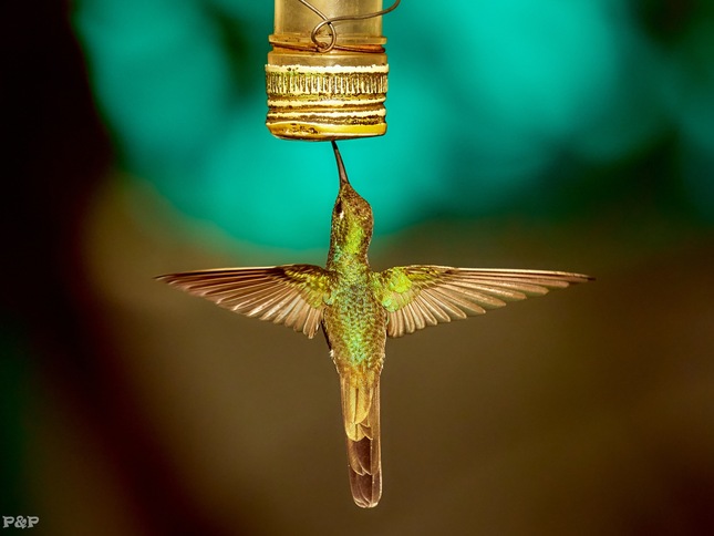Kolibrík si dáva kubánsky rum