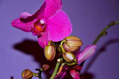 Orchidea