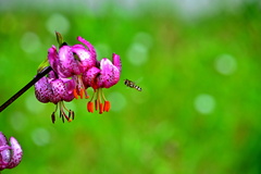 .bzzz