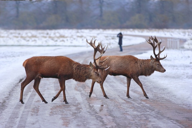 Deer Crossing...!