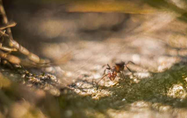 Maľovaný mravček