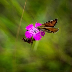 Mariposa