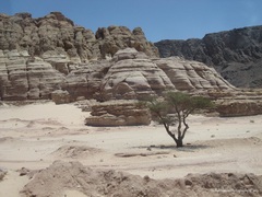 Stromček v púšti