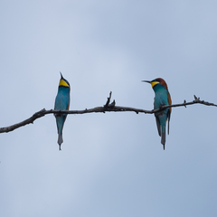 Merops apiaster