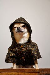 Snoop Dog
