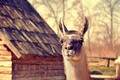 Dalajlama