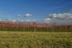 vinice
