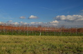 vinice