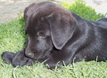 rex