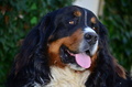 Beny