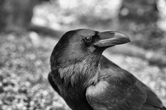 Havran čierny čiernobielo