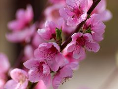 Rozkvitnutá broskyňa