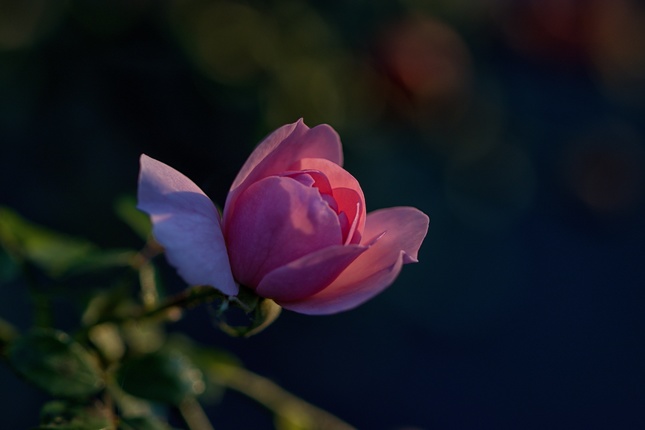 Šípková ruža
