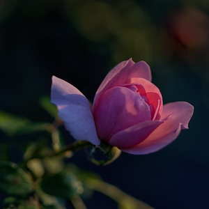 Šípková ruža