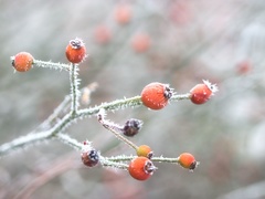 Keď vonku vládne zima