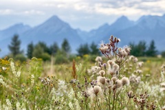 Pohľad na Tatry z trávy