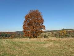 Ryšavec