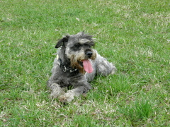 Veselý a neúnavný spoločník