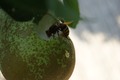Bee and  pear