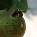 Bee and  pear