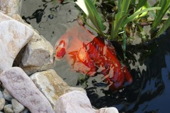 Fish in action