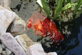 Fish in action