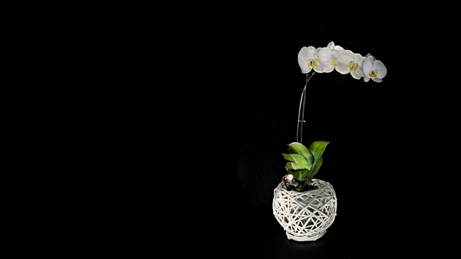 Orchidea