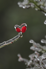 Frozen Heart