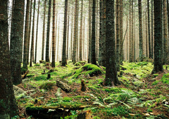 In the woods
