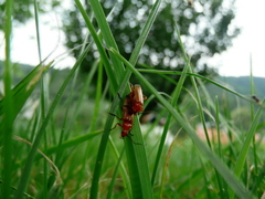 Chrobacia laska