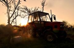 Záhradné zlatíčko