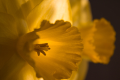 Narcis