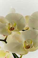 Orchidea