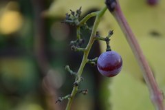 Bobula