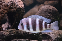 ciphotilaphia frontoza