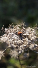 Lienka sedembodková