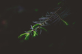 Green II.