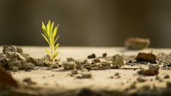 život si cestu nájde