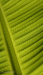 Detail listu