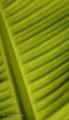 Detail listu