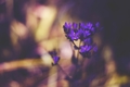 Deep purple
