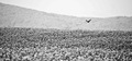 flight for freedom