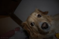 kukuč
