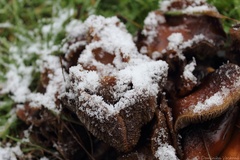 Detail divných húb