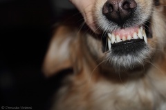 Gucci ~ RAWR