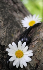 Vypočujme si prírodu...