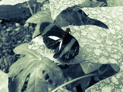 Motýľ.