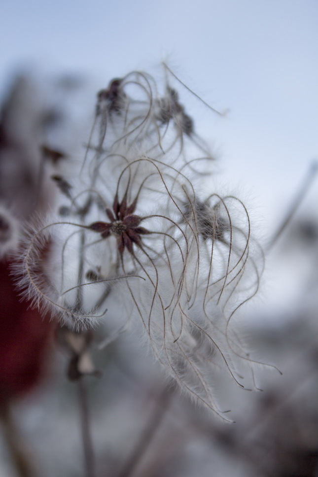 winter beauty