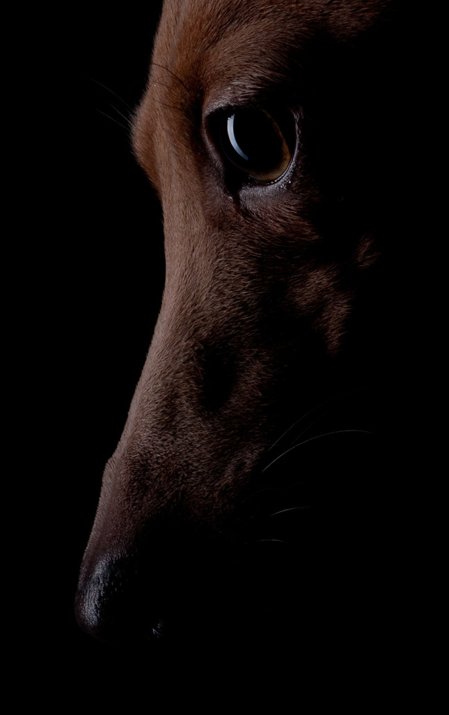 Federico