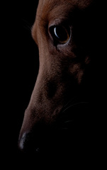 Federico